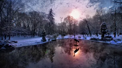 Sivi ždral (grus grus) nekad je živio u cijeloj Europi, danas samo u Skandinaviji i iza Urala. U Daruvaru se ipak može vidjeti…/Foto: Tony Hnojčik