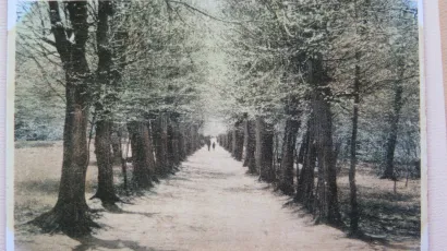 Grabova aleja prije sto godina – zasjenjeni put između tabli livada/Foto: Arhiv Vlatke Daněk