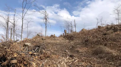 Ovako danas izgleda dio šume na Petrovom vrhu/Foto: Mojportal.hr