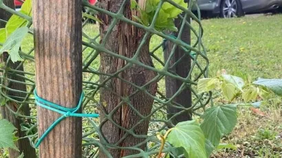 Oštećena lipa/Foto: HŠD ogranak Bjelovar