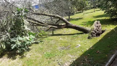 Iščupano drvo na grubišnopoljskom području/Foto: Facebook Šandor Toth