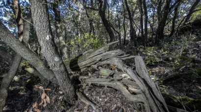 Nesretan je čovjek iz Trojstvenog Markovca poginuo u vlastitoj šumi/Foto: Bozidar Vukicevic/CROPIX (Ilustracija)