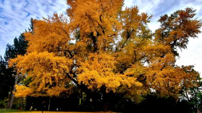 Prvi Ginko sajam održat će se ove subote u perivoju dvorca grofa Jankovića/Foto: TZ Daruvar Papuk