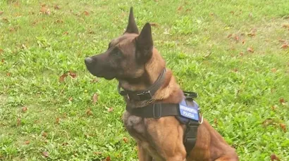 Policijski pas Rocky u službene redove policije došao je prije 14 dana/Foto: PU bjelovarsko-bilogorska