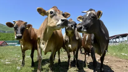 Rješenje neki vide u tome da krave nose maske i jedu češnjak i citruse/Foto: Darko Tomas/CROPIX
