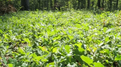 Druga vegetacija/ Foto: Hrvatske šume