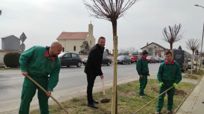 Dogradonačelnik Brajdić uvjerio se kako sadnja kuglastog bagrema u Jelačićevoj ulici napreduje/Foto: Martina Čapo