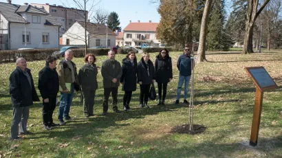 Klon Guočeve lipe zasađen u Daruvaru/Foto: Predrag Uskoković