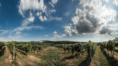 Vinograd Daruvarske vinarije/Foto: Danijel Soldo/CROPIX<br><br><br><br><br><br><br><br><br><br><br><br><br><br><br><br><br><br><br><br>