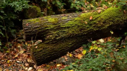 U tri dana netko je 73-godiišnjaku srušio i odvezao više od 40 stabala iz šume/Foto: Nera Simic/CROPIX