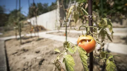 Na području općine Šandrovac zbog suše je proglašena prirodna nepogoda/Foto: Ante Cizmic/CROPIX (Ilustracija)