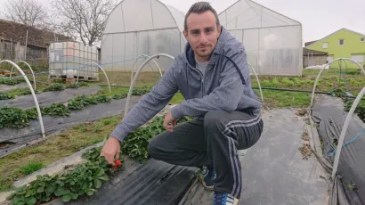 Matija Brinjak, 30-godišnji vlasnik OPG "Brinjak" iz Velikog Banovca kod Pakraca pokraj svojih jagoda/Foto: Mario Barać
