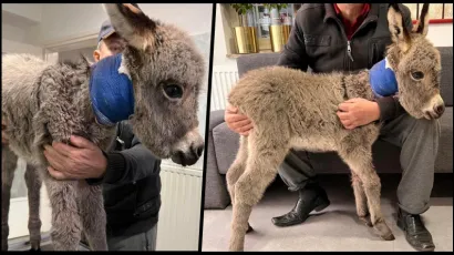 Priča je ovo o čudljivim životinjama sa sretnim završetkom/Foto: Veterinarska ambulanta Karaula