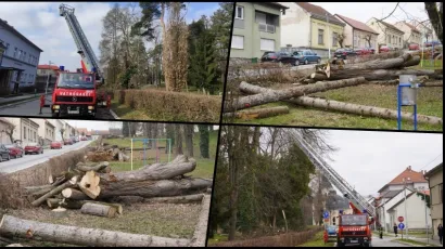 Porušena stabla u parku Antina Jankovića u Daruvaru/Foto: Mojportal.hr