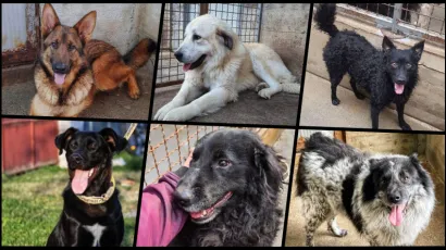 Nisu zaslužili biti ostavljeni i zaboravljeni/Foto: Sklonište za životinje Bučje