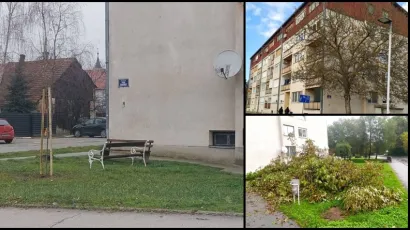 Posađeno stablo brijesta na mjestu gdje je prije nekoliko mjeseci bio orah/Foto: Čitatelj