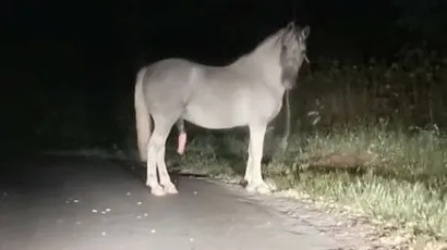 Konj u potrazi za kobilom/Foto: Čitatelj