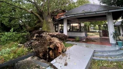 Oluja je 19. 7. srušila stoljetni hrast na ulazu u Bazene Lipik/Foto: Zuluf