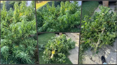 Policija je pronašla preko tri kilograma marihuane/ Foto: PU bjelovarsko-bilogorska