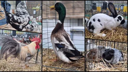 Foto: Udruga uzgajatelja malih životinja "Mali uzgajatelj" Bjelovar