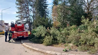 Rušenje stabala u Strossmayerovoj/ Foto:MojPortal