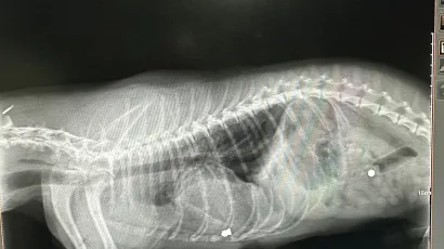 Rentgenska snimka upucanog psa/ Foto: Veterinarska ambulanta Karaula