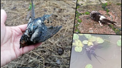 Foto: Centar Natura 2000, Dijana Puhalo