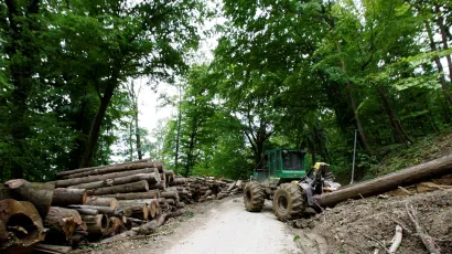Lopovi su ordinirali po tuđoj šumi više od godinu dana/Foto: Ranko Šuvar/CROPIX (ilustracija)