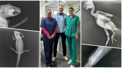 Foto: Karaula veterinarska ambulanta Daruvar