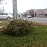 Na području Grada Bjelovara odvoz božićnih drvaca posebnim vozilima biti će u periodu od 7. do 13. siječnja/Foto: Deni Marčinković