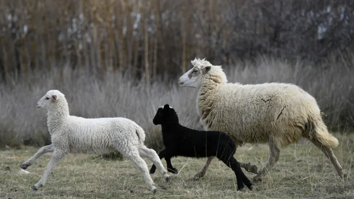 U Doljanima je poljoprivrednik ostao bez janjeta/Foto: Jure Miskovic/CROPIX (ilustracija)