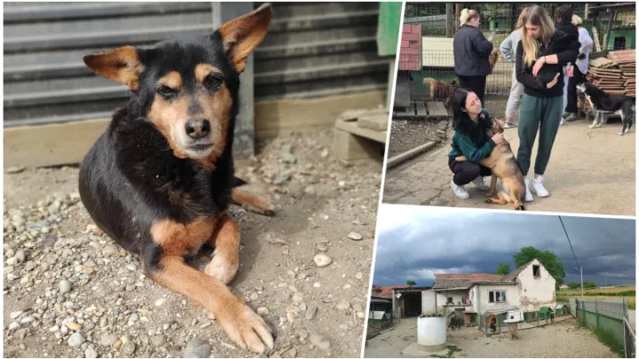 Foto: Društvo za zaštitu životinja Šapa
