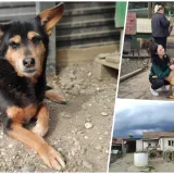 Foto: Društvo za zaštitu životinja Šapa