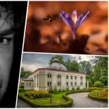 Foto: Predrag Uskoković