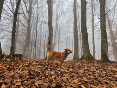 Zeus - neokrunjeni kralj Brda/Foto: Dalija Čuljat Nagy