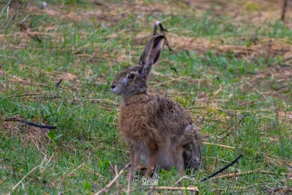 Ni zečevi ne bježe od objektiva/Foto: Štefan Brajković