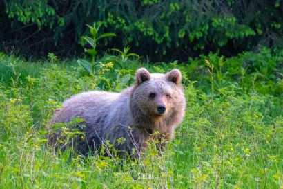 Foto: Štefan Brajković