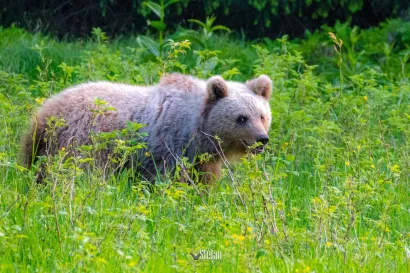 Foto: Štefan Brajković