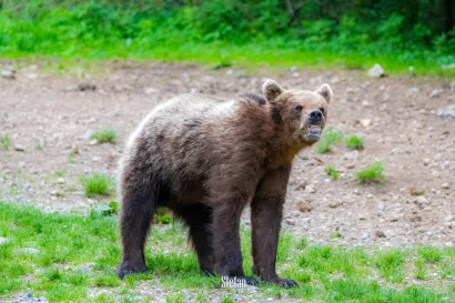 Foto: Štefan Brajković