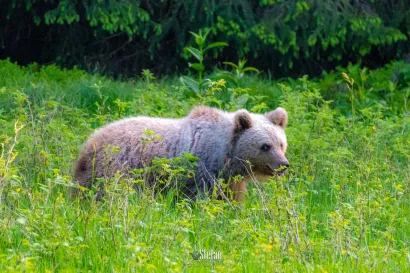 Foto: Štefan Brajković