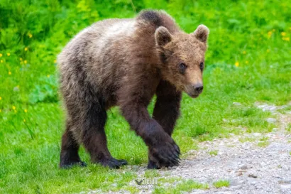 Foto: Štefan Brajković