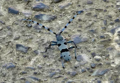 Rosalia Alpina snimljena u centru Daruvara/Foto: MojPortal.hr