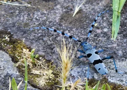 Rosalia Alpina snimljena u centru Daruvara/Foto: MojPortal.hr