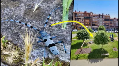 Rosalia Alpina ili apska strizibuba viđena je u samom centru Daruvara, na Trgu kralja Petra Krešimira IV. /Foto: MojPortal.hr