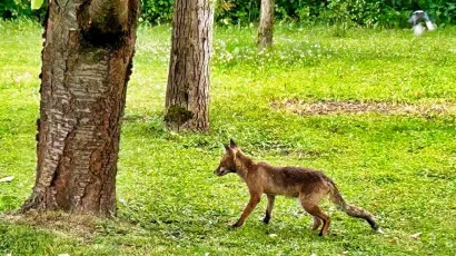 Lisica dolazi i traži hranu/Foto: Pavao Toth