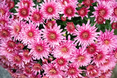 Foto: Predrag Uskoković/Grad Daruvar