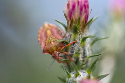 Europski smrdljivi martin/Foto: Ivana Nobilo/CROPIX