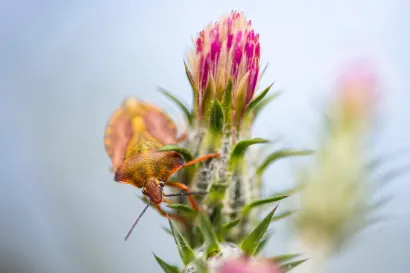 Europski smrdljivi martin/Foto: Ivana Nobilo/CROPIX