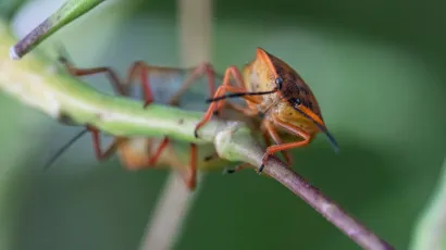 Europski smrdljivi martin/Foto: Ivana Nobilo/CROPIX