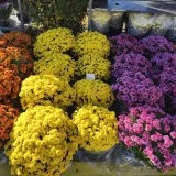 Foto: Gradska tržnica Daruvar